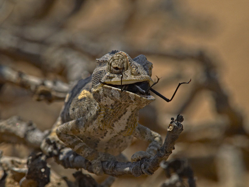 Swakopmund, Chameleon, Tok-Tokkie